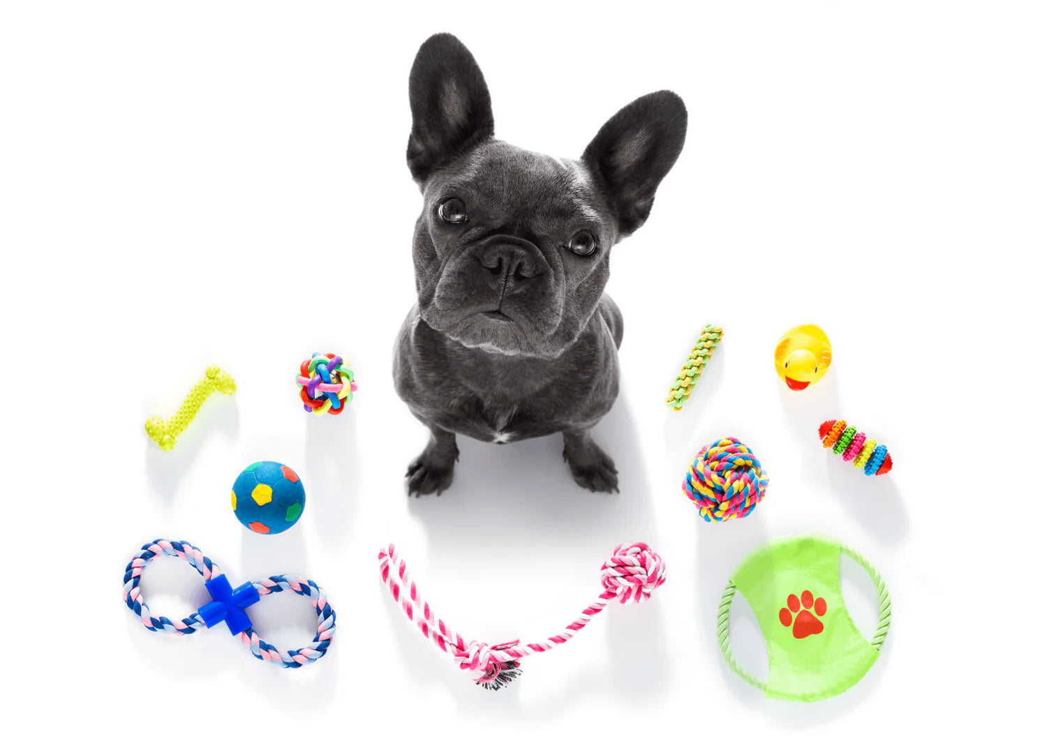 Best Dog Products