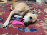 MKB Bone Ultra Dog Chew Toy for Aggressive Chewers