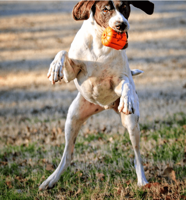 MKB Jack O' Lantern Dog Chew Toy & Treat Dispenser